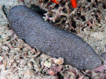 Feather Coral - Polyphyllia talpina - Komodo, Indonesia
