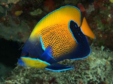 Bluegirdled Angelfish - Pomacanthus navarchus - Wakatobi, Indonesia