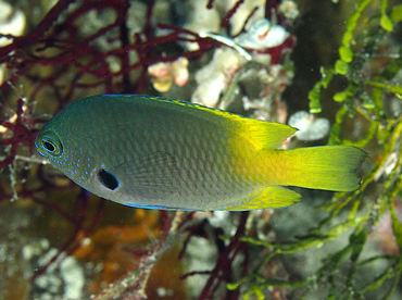 Blackmargined Damsel - Pomacentrus nigromarginatus - Wakatobi, Indonesia