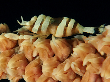 Anker's Whip Coral Shrimp - Pontonides ankeri - Wakatobi, Indonesia