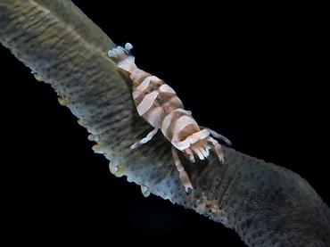 Anker's Whip Coral Shrimp - Pontonides ankeri - Lombok, Indonesia