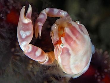Haig's Porcelain Crab - Porcellanella haigae - Komodo, Indonesia