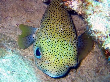 Porcupinefish - Diodon hystrix - Bimini, Bahamas