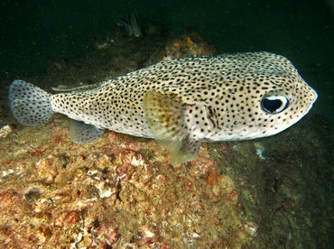 Porcupinefish - Diodon hystrix - Cabo San Lucas, Mexico