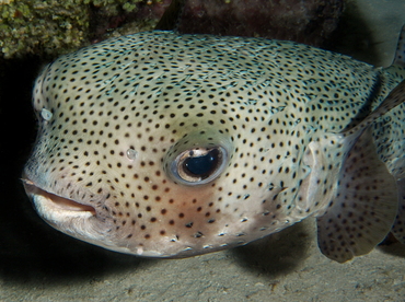 Porcupinefish - Diodon hystrix - Cozumel, Mexico