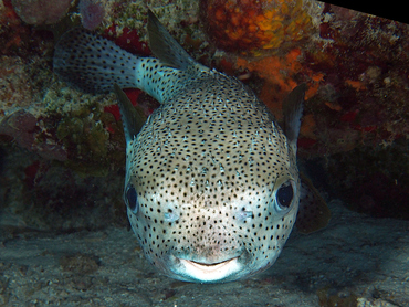 Porcupinefish - Diodon hystrix - Cozumel, Mexico