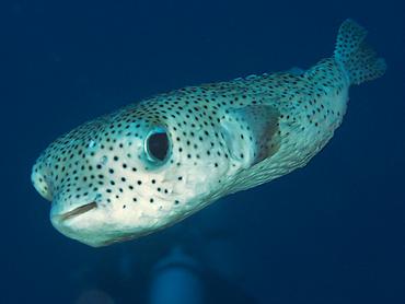 Spotted Porcupinefish - Diodon hystrix - Rangiroa, French Polynesia