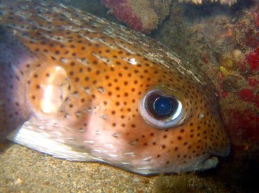 Porcupinefish - Diodon hystrix - Roatan, Honduras