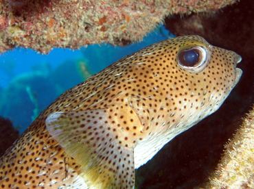 Porcupinefish - Diodon hystrix - Eleuthera, Bahamas