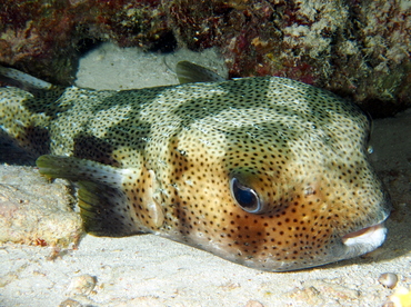 Porcupinefish - Diodon hystrix - The Exumas, Bahamas