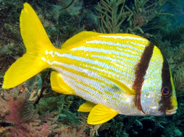 Porkfish - Anisotremus virginicus - Key Largo, Florida