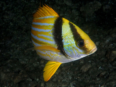 Porkfish - Anisotremus virginicus - Palm Beach, Florida