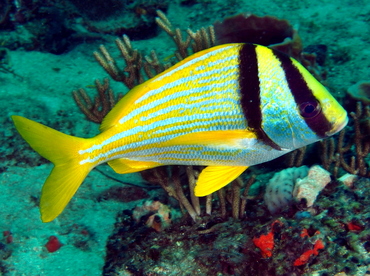 Porkfish - Anisotremus virginicus - Palm Beach, Florida