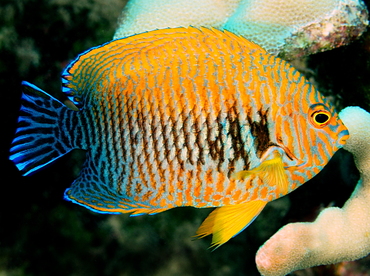 Potter's Angelfish - Centropyge potteri - Big Island, Hawaii