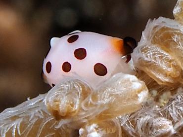 Rosewater's Egg Cowry - Primovula rosewateri - Bali, Indonesia