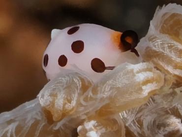 Rosewater's Egg Cowry - Primovula rosewateri - Bali, Indonesia