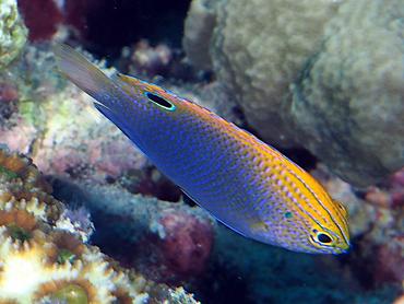 Princess Damsel - Pomacentrus vaiuli - Komodo, Indonesia