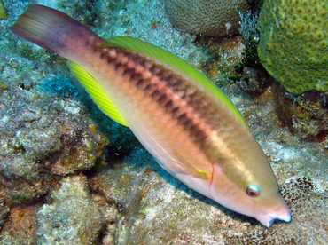 Princess Parrotfish - Scarus taeniopterus - Nassau, Bahamas