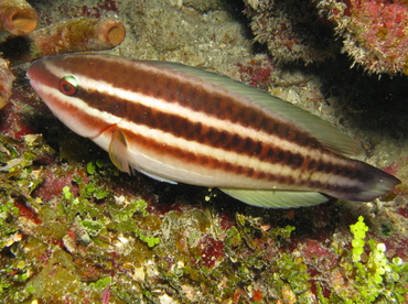Princess Parrotfish - Scarus taeniopterus - Belize
