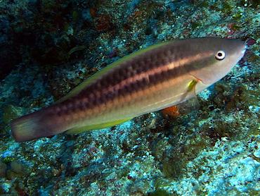 Princess Parrotfish - Scarus taeniopterus - Cozumel, Mexico