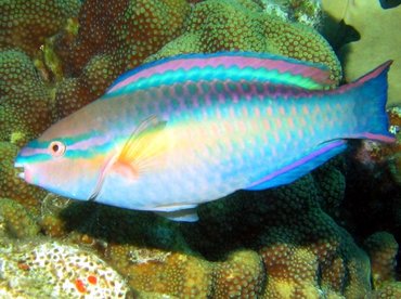 Princess Parrotfish - Scarus taeniopterus - Bonaire