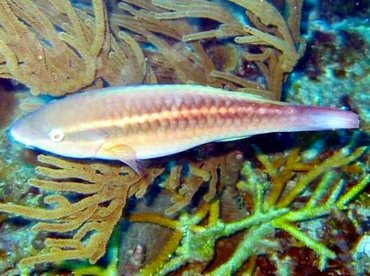 Princess Parrotfish - Scarus taeniopterus - Grand Cayman