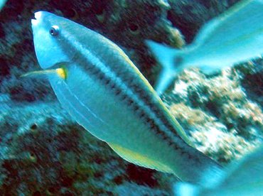 Princess Parrotfish - Scarus taeniopterus - Bimini, Bahamas