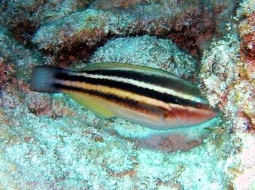 Princess Parrotfish - Scarus taeniopterus - Bimini, Bahamas
