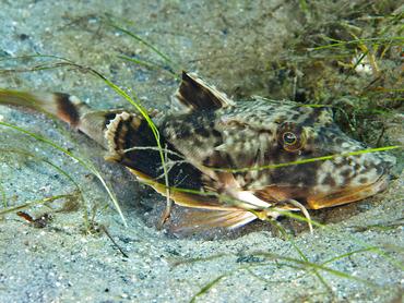 Bighead Searobin - Prionotus tribulus - Blue Heron Bridge, Florida