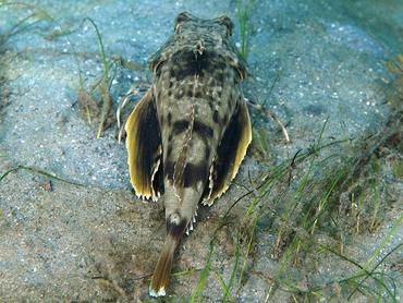 Bighead Searobin - Prionotus tribulus - Blue Heron Bridge, Florida