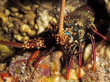 Pronghorn Spiny Lobster - Panulirus penicillatus - Maui, Hawaii