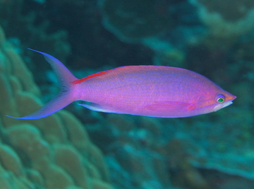 Purple Queen Anthias - Pseudanthias pascalus - Palau