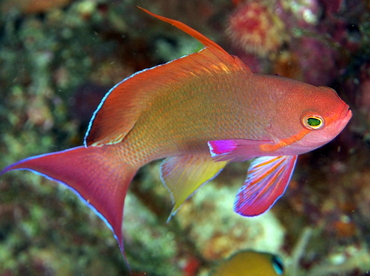 Scalefin Anthias - Pseudanthias squamipinnis - Fiji