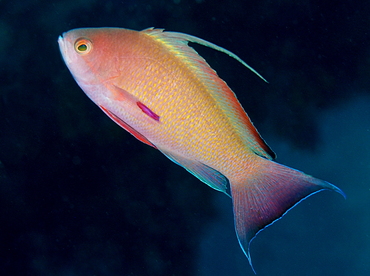 Scalefin Anthias - Pseudanthias squamipinnis - Anilao, Philippines