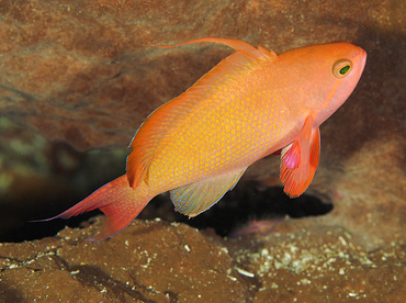 Scalefin Anthias - Pseudanthias squamipinnis - Wakatobi, Indonesia