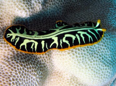 Tiger Flatworm - Pseudobiceros cf. dimidiatus - Big Island, Hawaii