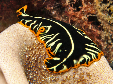Tiger Flatworm - Pseudobiceros cf. dimidiatus - Wakatobi, Indonesia