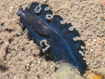 hancock's Flatworm - Pseudobiceros hancockanus - Bali, Indonesia