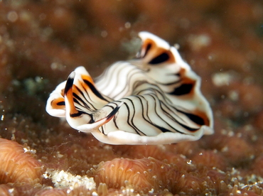Lined Flatworm - Prostheceraeus crozieri - Eleuthera, Bahamas