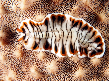 Lined Flatworm - Prostheceraeus crozieri - Eleuthera, Bahamas