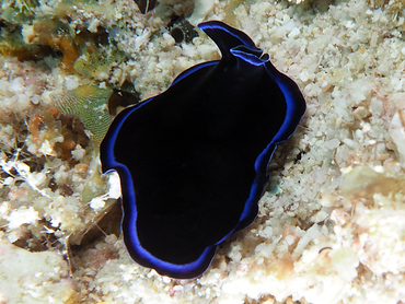 Sapphire Flatworm - Pseudoceros sapphirinus - Great Barrier Reef, Australia