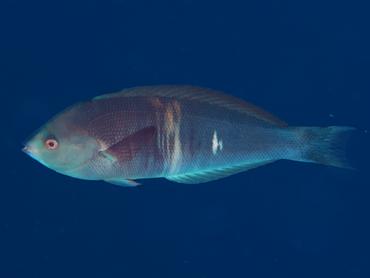 Rust-Banded Wrasse - Pseudocoris aurantiofasciata - Rangiroa, French Polynesia