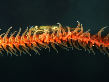 Wire Coral Shrimp - Pseudopontonides principis - Belize