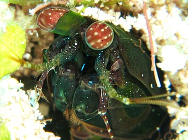 Common Mantis Shrimp - Pseudosquilla ciliata - Cozumel, Mexico