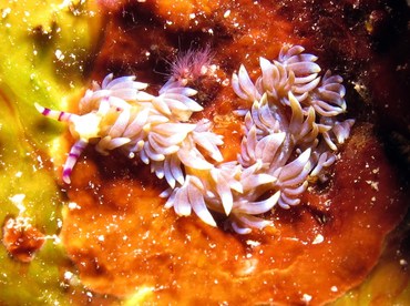 Blue Dragon Nudibranch - Pteraeolidia semperi - Yap, Micronesia