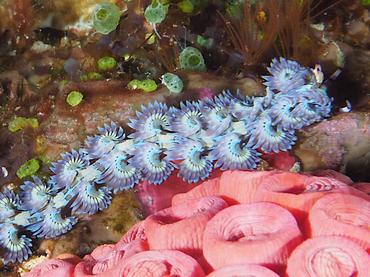Blue Dragon Nudibranch - Pteraeolidia semperi - Komodo, Indonesia