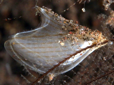Zebra Wing Oyster - Pterelectroma physoides - Bali, Indonesia