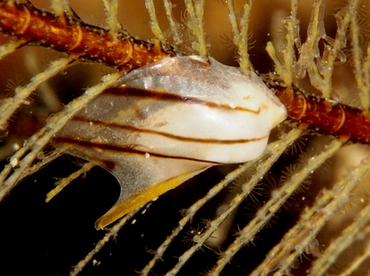 Zebra Wing Oyster - Pterelectroma physoides - Anilao, Philippines
