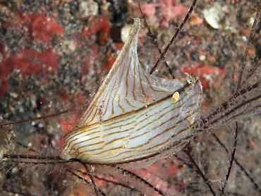 Zebra Wing Oyster - Pterelectroma physoides - Bali, Indonesia