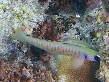 Zebra Barred Dartfish - Ptereleotris zebra - Rangiroa, French Polynesia